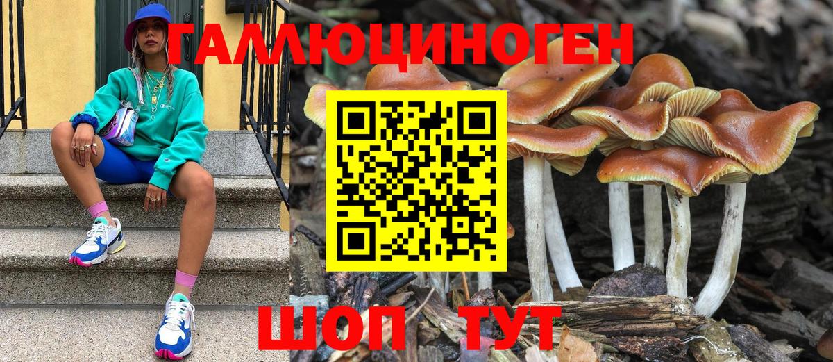 Псилоцибиновые грибы Psilocybe  Вход с VPN  Кашира 